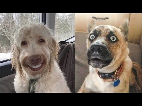 Видео: 1 ЧАС 🤯 СОБАКИ ОНИ СОБАКАМИ! (Лучшие смешные моменты) 🤣