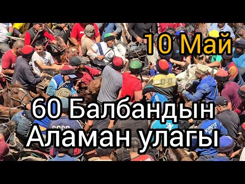 Видео: Бугун 10 май 2025 60 Балбандын Аламан улагы Зор болду #лошадки #rek #атбазар #horse #Актулпар