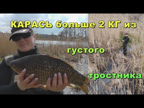 Видео: ЖЕНА забрала удочку и ПОКАЗАЛА, как надо ловить. КАРАСЬ больше 2 КГ на УДОЧКУ с боковым кивком