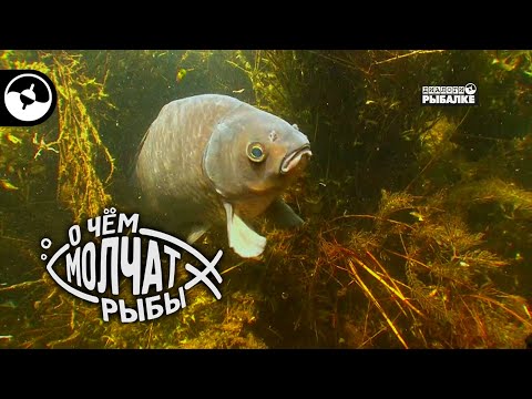 Видео: Как быстро растет сазан |  О чем молчат рыбы