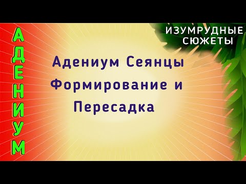 Видео: Адениумы.  Формирование Корней И Пересадка Сеянцев Адениума в 1,5 года.