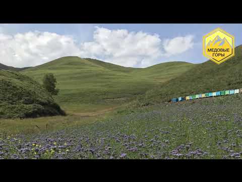 Видео: В.Г. Кашковский " Ответы на вопросы пчеловодов" 03.04.2019
