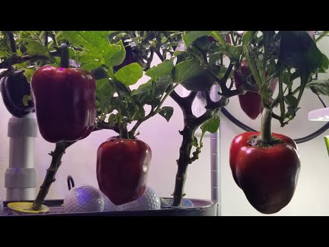 Видео: Выращивание болгарского перца в Aerogarden Bounty Basic | Гидропонное садоводство в помещении | С...