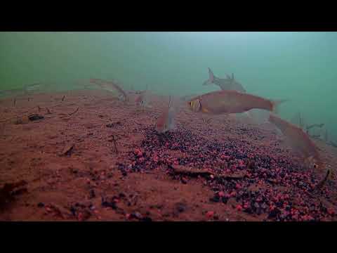 Видео: Зимняя ловля ельца. Глухозимье .Поговорим о ловле рыбы