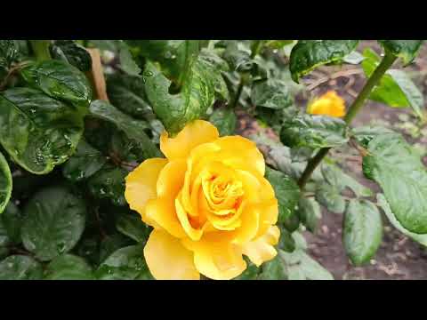 Видео: По снігу нітроамофоска !//Білизна від кореневих інфекцій !// Розсадники !/// 