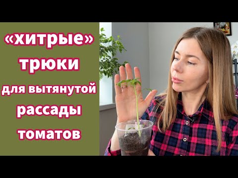 Видео: ВЫТЯНУЛАСЬ РАССАДА ТОМАТОВ. Что делать и как исправить?