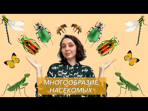 Видео: Урок "Многообразие насекомых" - ЦТ, ЕГЭ, ЗНО