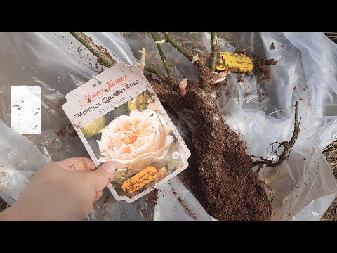 Видео: Посылка с розами из Подворья.