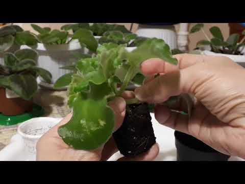 Видео: Что делать, если Детка Фиалки нарастила Стволик?