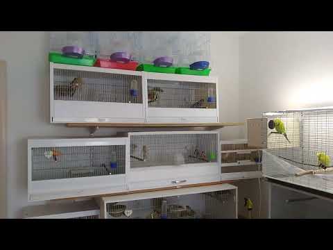 Видео: #Птицы #дома.