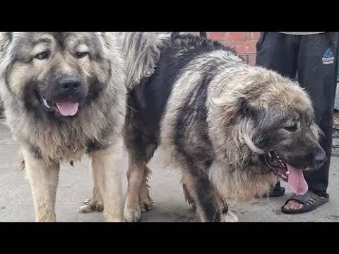 Видео: ЦЕНЫ НА СОБАК НА ТАШКЕНТСКОМ РЫНКЕ ЯНГИАБАД