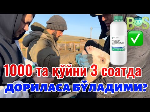 Видео: “3 соатда 1000 та қўй дорилаш сирлари нимада?”#рекомендация #чорвачилик #ферма #куйлик #узбекистан #