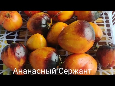 Видео: Томаты в разрезе и дегустация часть №3(сорта от Софии Сааковой)и не только