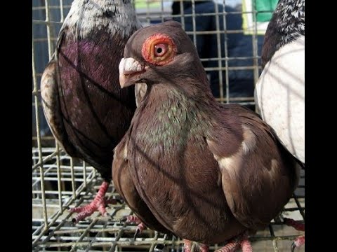 Видео: ч 2. Кривий ріг.приємного відпочинку.