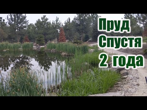 Видео: Пруд спустя 2 года
