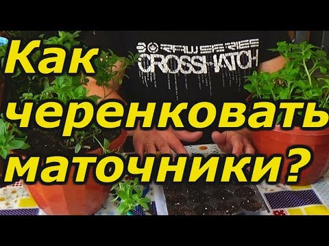 Видео: ЧЕРЕНКОВАНИЕ СУРФИНИИ И КАЛИБРАХОА С МАТОЧНЫХ РАСТЕНИЙ .