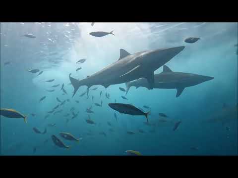 Видео: Подводный мир Индийского океана у Мальдивских островов.  Март 2022 г.