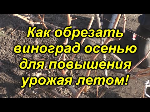 Видео: Как обрезать взрослый куст винограда осенью - наглядно и доступно.