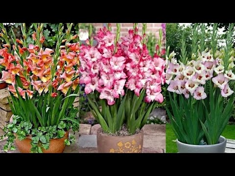 Видео: Гладиолусы от и до - подготовка и посадка луковиц.