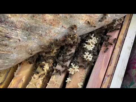 Видео: Приехал на пасеку 10 января а там облет!!!