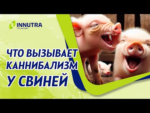 Видео: Влияние микроклимата и причины некрозов и каннибализма у свиней.