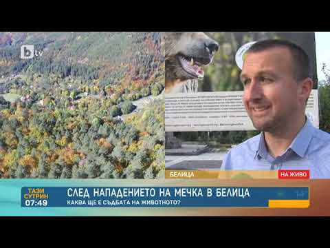 Видео: Тази сутрин: Мечката, нападнала жена в Белица, няма да се отстрелва