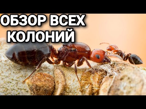 Видео: Обзор всех колоний (август 2022). #Муравьиярославль