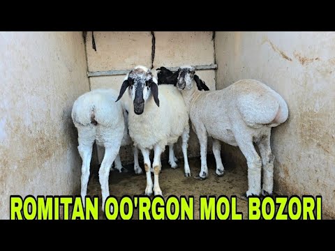 Видео: Romitan qo'rgon mol bozori qo'y va echkilar narxlari 30 октября 2025 г.