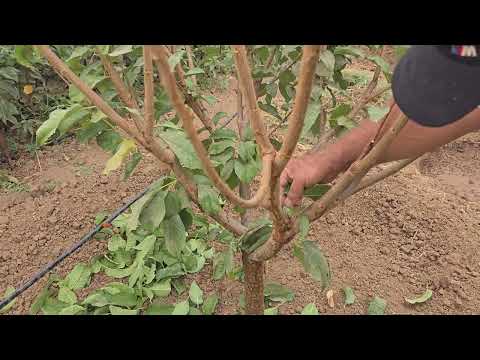 Видео: Нашъунамои ниҳоли гелоси навъи Лапинс 2-3  сола 