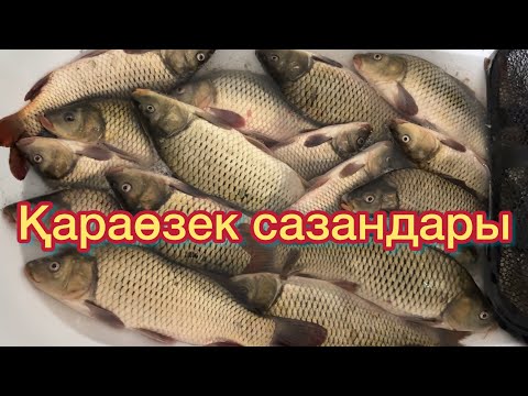 Видео: Қараөзек мөңке сазандар