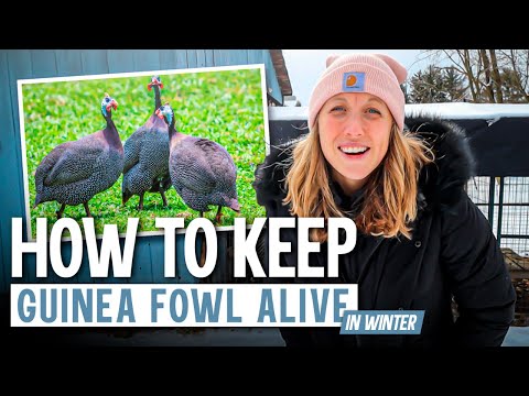 Видео: РУКОВОДСТВО ПО ВЫЖИВАНИЮ ЗИМОЙ ДЛЯ ВАШЕЙ ЦЕСАРКИ