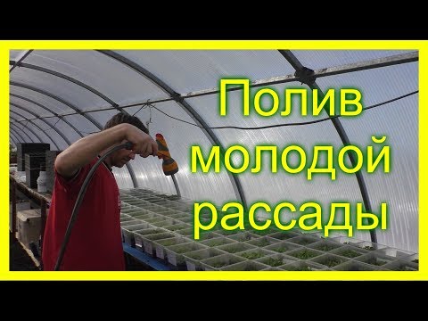 Видео: Полив молодой рассады петунии. Уход за рассадой петунии.