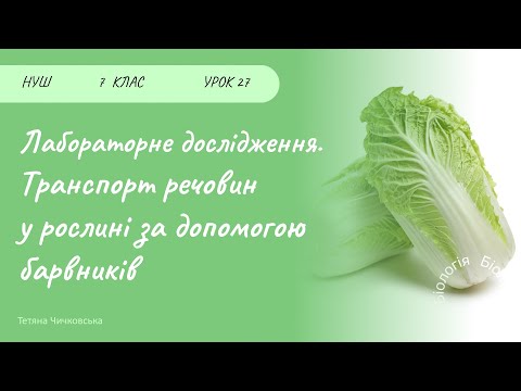 Видео: Лабораторне дослідження. Транспорт речовин у рослині за допомогою барвників