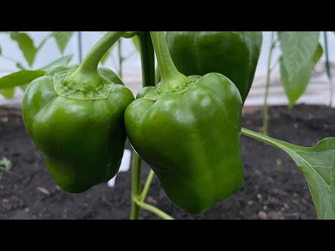 Видео: ПЕРЕЦ очень любит эту ПОДКОРМКУ, ускоряет налив плодов! Уход и формирование