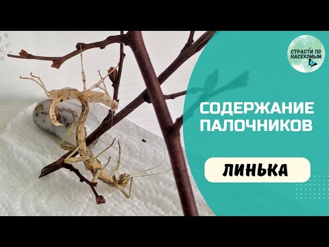 Видео: Содержание неожиданных палочников / Линька