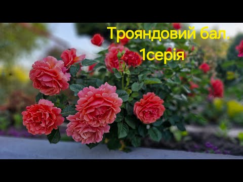 Видео: Трояндовий бал. Перша серія."Роби,що дав Господь можливість вміти..."