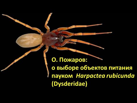 Видео: О. Пожаров: о выборе объектов питания пауком Harpactea rubicunda (Dysderidae)