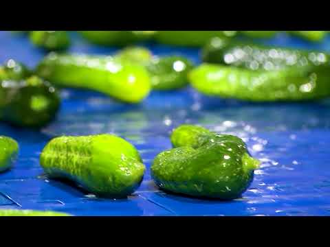 Видео: Корнишонду өстүрүү боюнча кеңештер