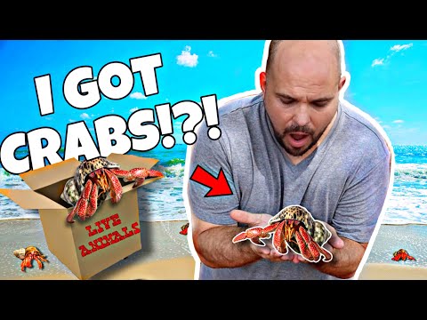 Видео: Эпическая установка для рака-отшельника! (сделай сам)