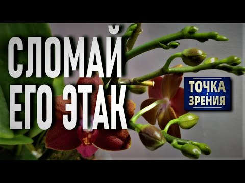 Видео: СЛОМАЙ ЦВЕТОНОС ОРХИДЕИ ТАК И ТЫ ПОЙМЕШЬ... НЕ ЛОМАЙ ЕГО, ПОКА НЕ УВИДИШЬ ЭТО! МОЯ ТОЧКА ЗРЕНИЯ👍👍👍