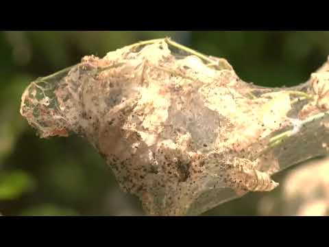 Видео: Американская бабочка.