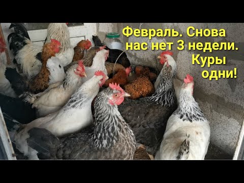 Видео: Курятник на даче: февраль. Снова нас не было на даче 3 недели. Куры одни