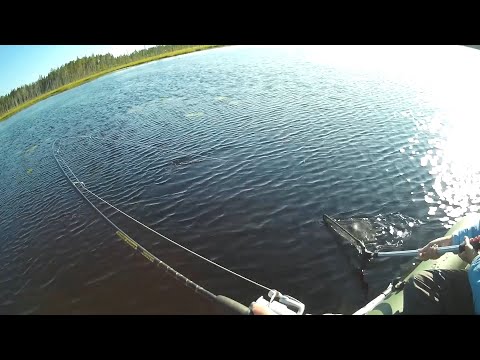 Видео: Семейная рыбалка на лебедином озере. Щучий клев.