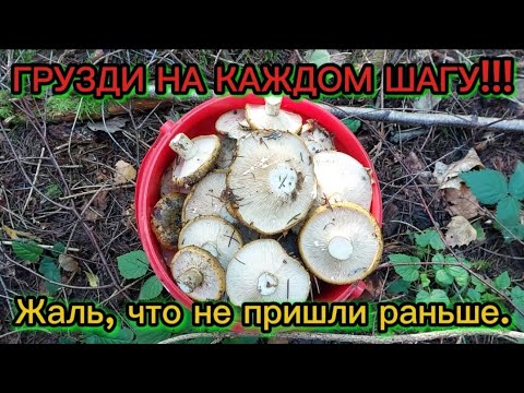 Видео: ГРУЗДИ НА КАЖДОМ ШАГУ!!!  Жаль, что не пришли раньше. 
