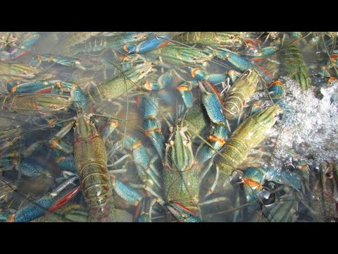 Видео: Как выращивать Австралийского рака в УЗВ? У нас пополнение! Австралийский рак ЯББИ!