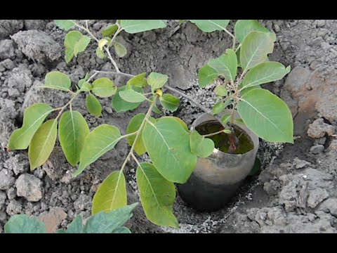 Видео: Посадка хурмы. Мастер класс от Степана Михайловича.