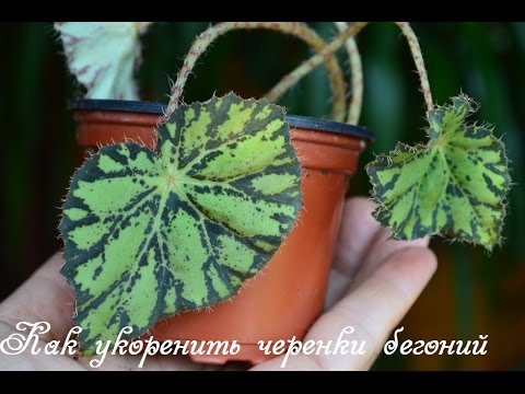 Видео: Бегония.  Как укоренить черенки бегоний?