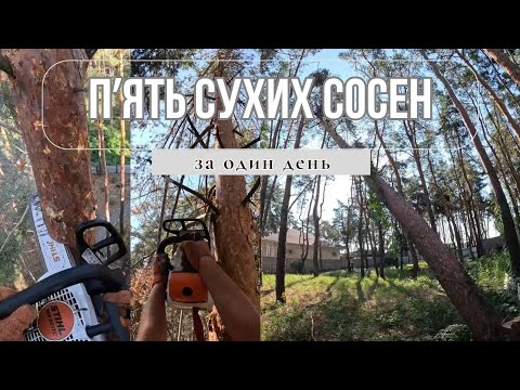 Видео: Удаление сухих аварийных сосен