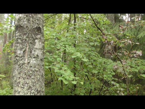 Видео: От железа до серебра.