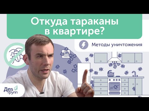 Видео: Откуда тараканы в квартире? Что делать, если в квартире появились тараканы? Уничтожаем прусаков